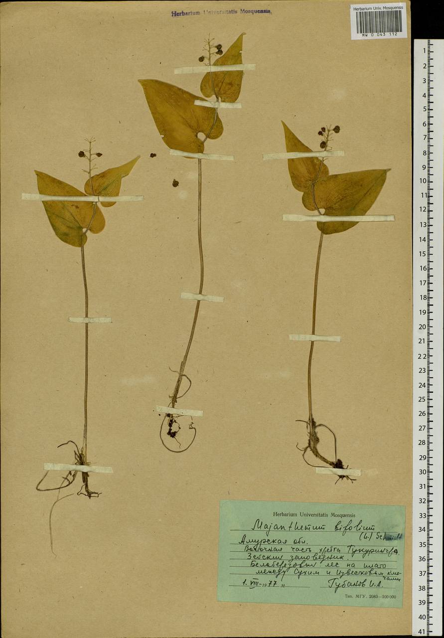 Maianthemum bifolium (L.) F.W.Schmidt, Siberia, Russian Far East (S6) (Russia)