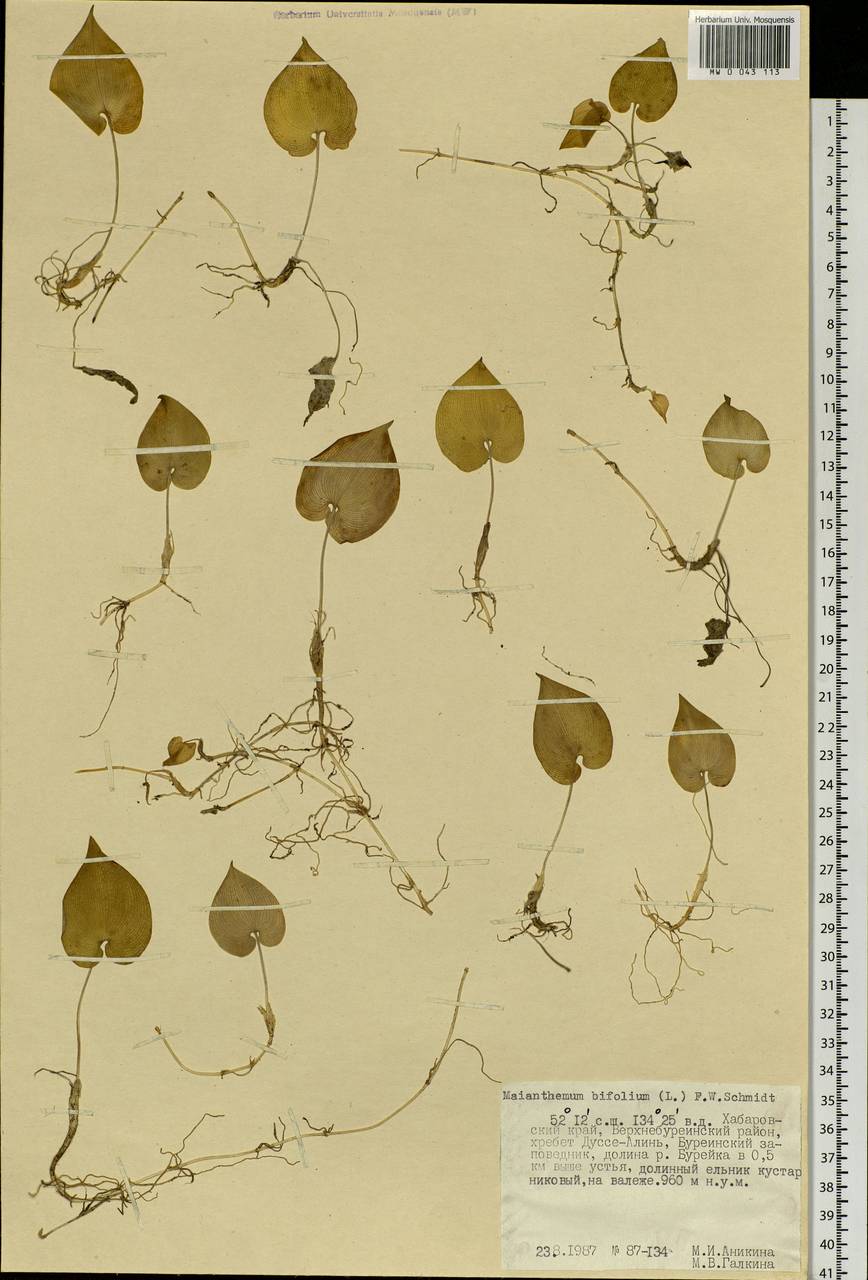 Maianthemum bifolium (L.) F.W.Schmidt, Siberia, Russian Far East (S6) (Russia)