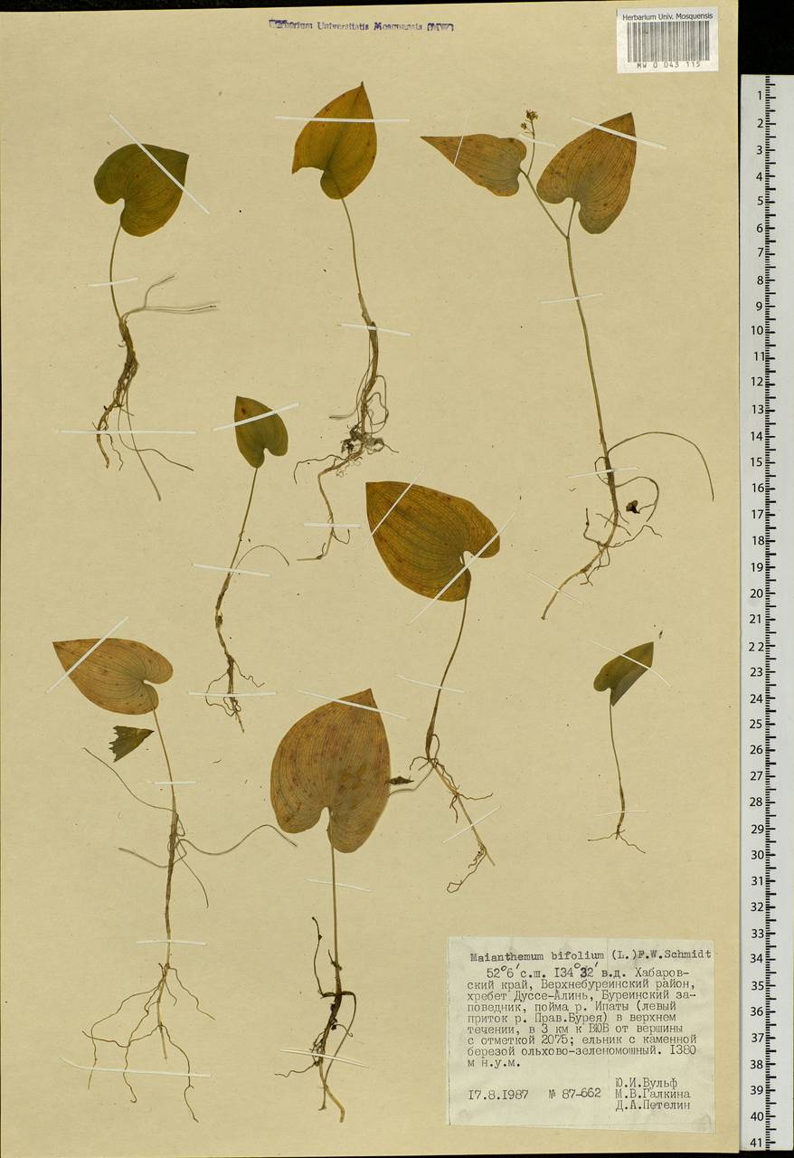 Maianthemum bifolium (L.) F.W.Schmidt, Siberia, Russian Far East (S6) (Russia)