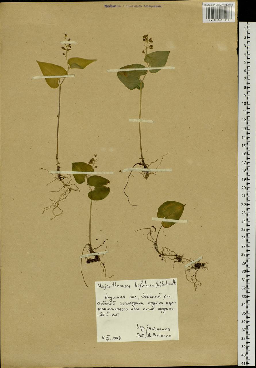 Maianthemum bifolium (L.) F.W.Schmidt, Siberia, Russian Far East (S6) (Russia)
