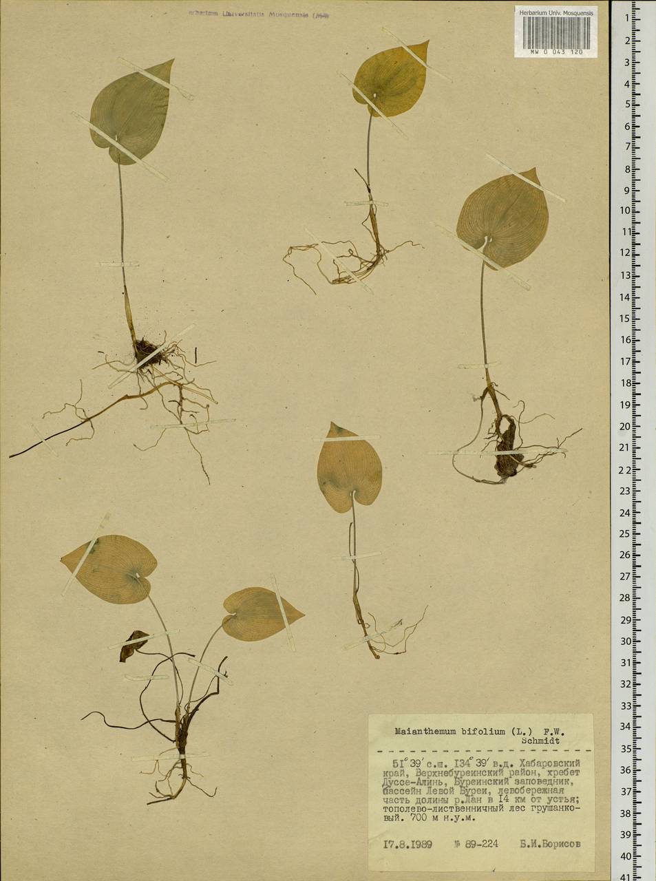 Maianthemum bifolium (L.) F.W.Schmidt, Siberia, Russian Far East (S6) (Russia)