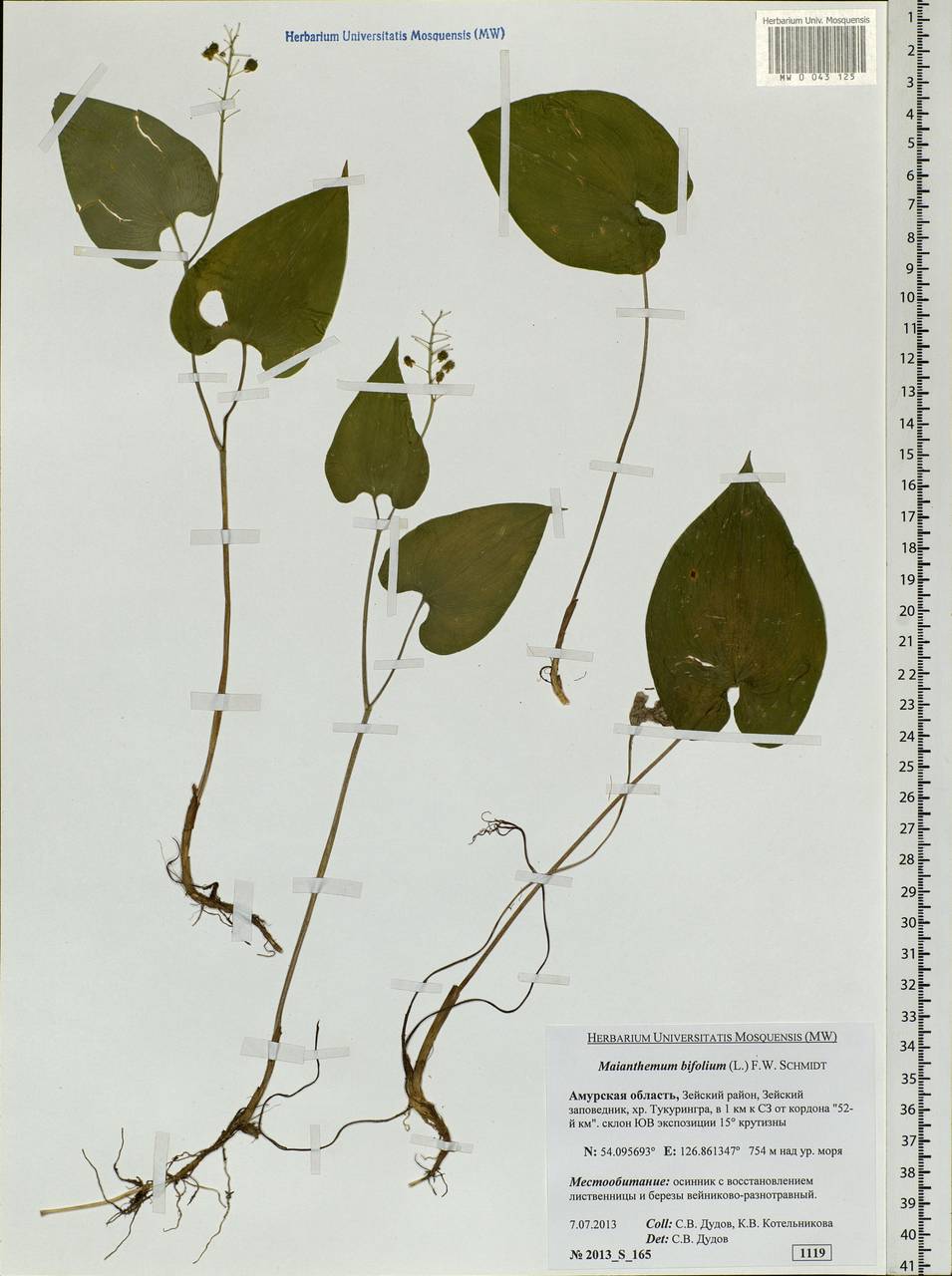 Maianthemum bifolium (L.) F.W.Schmidt, Siberia, Russian Far East (S6) (Russia)