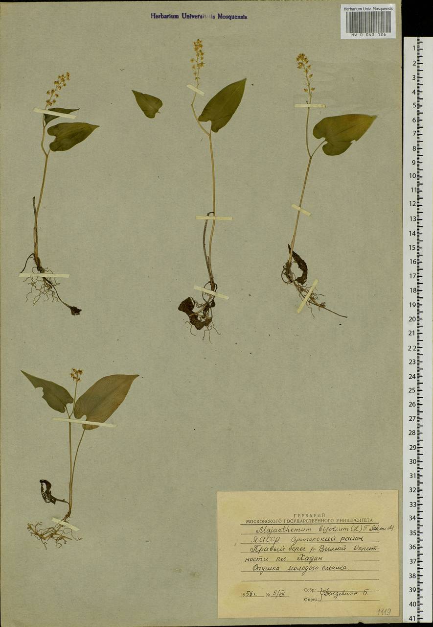 Maianthemum bifolium (L.) F.W.Schmidt, Siberia, Yakutia (S5) (Russia)