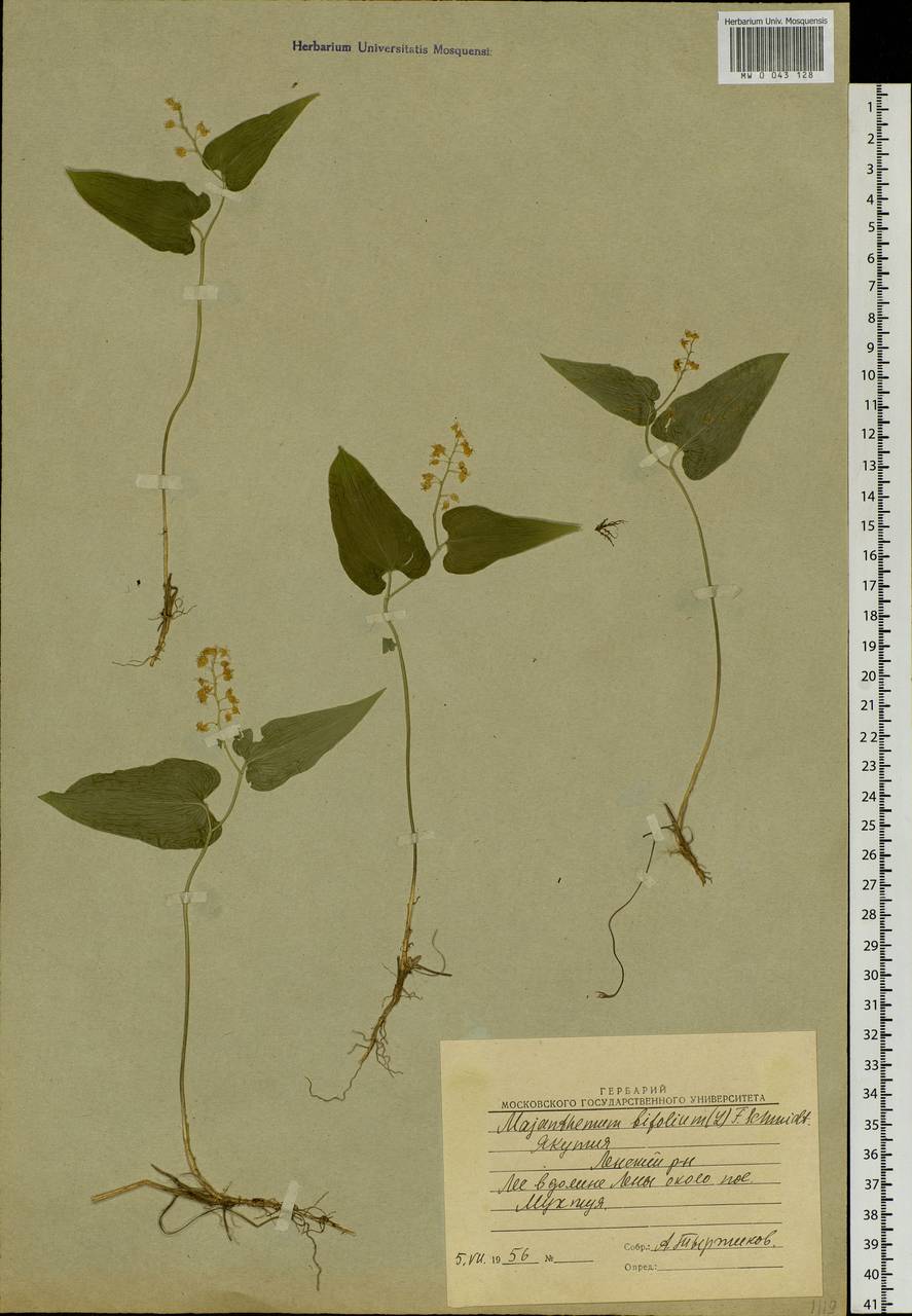 Maianthemum bifolium (L.) F.W.Schmidt, Siberia, Yakutia (S5) (Russia)