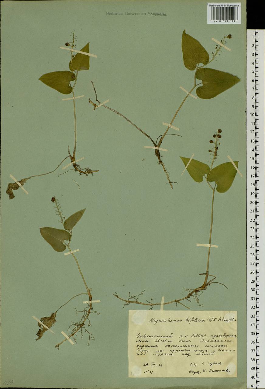 Maianthemum bifolium (L.) F.W.Schmidt, Siberia, Yakutia (S5) (Russia)