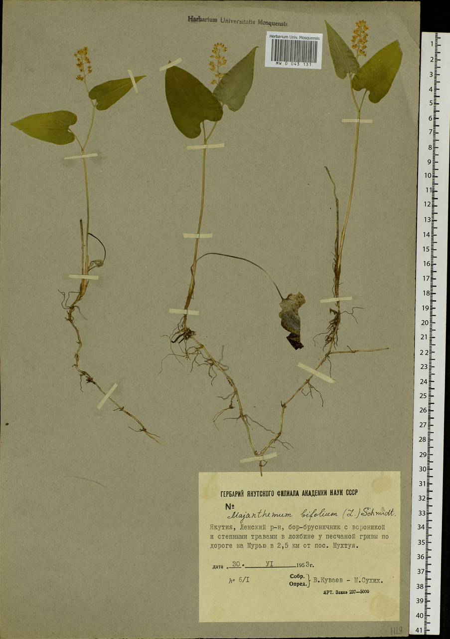 Maianthemum bifolium (L.) F.W.Schmidt, Siberia, Yakutia (S5) (Russia)