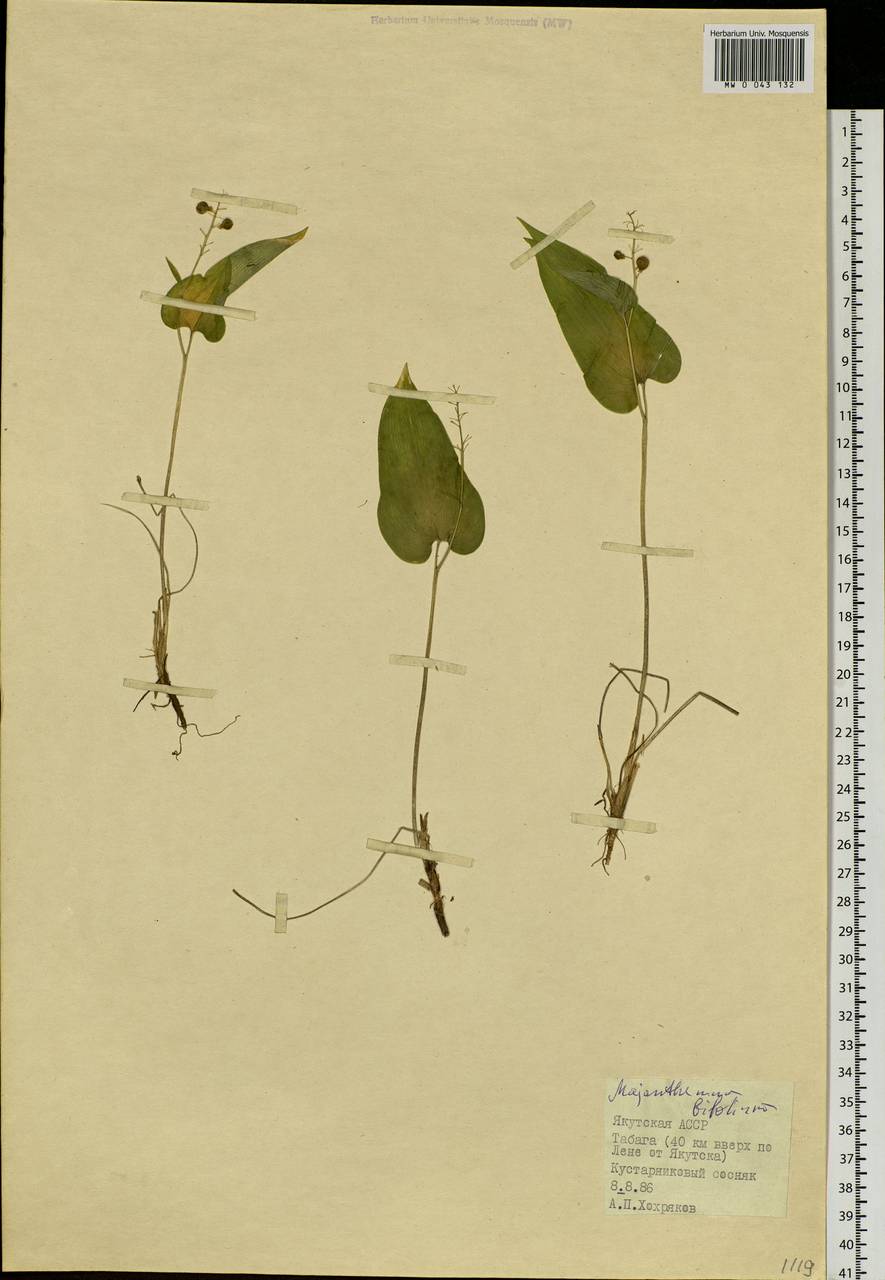 Maianthemum bifolium (L.) F.W.Schmidt, Siberia, Yakutia (S5) (Russia)