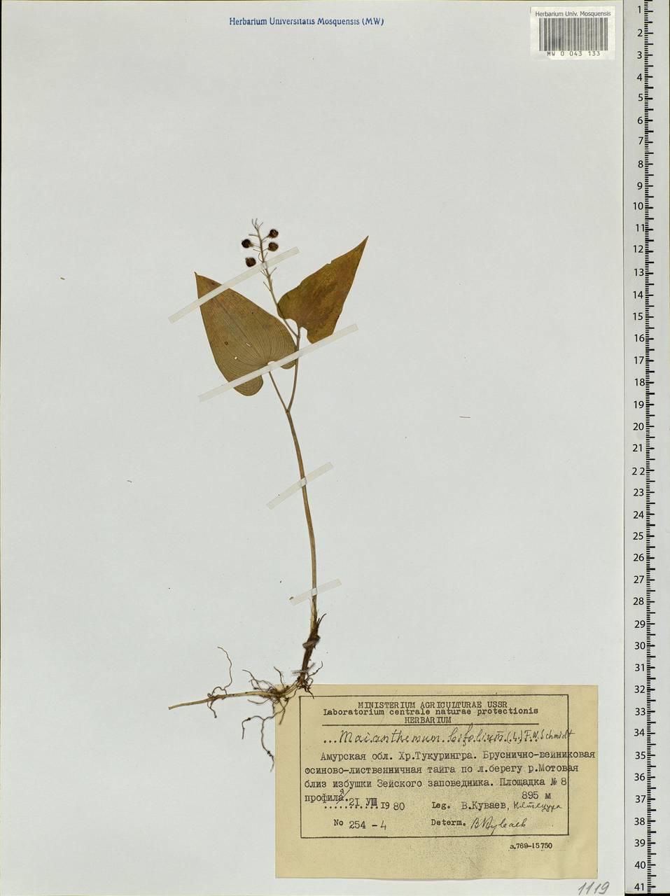 Maianthemum bifolium (L.) F.W.Schmidt, Siberia, Russian Far East (S6) (Russia)