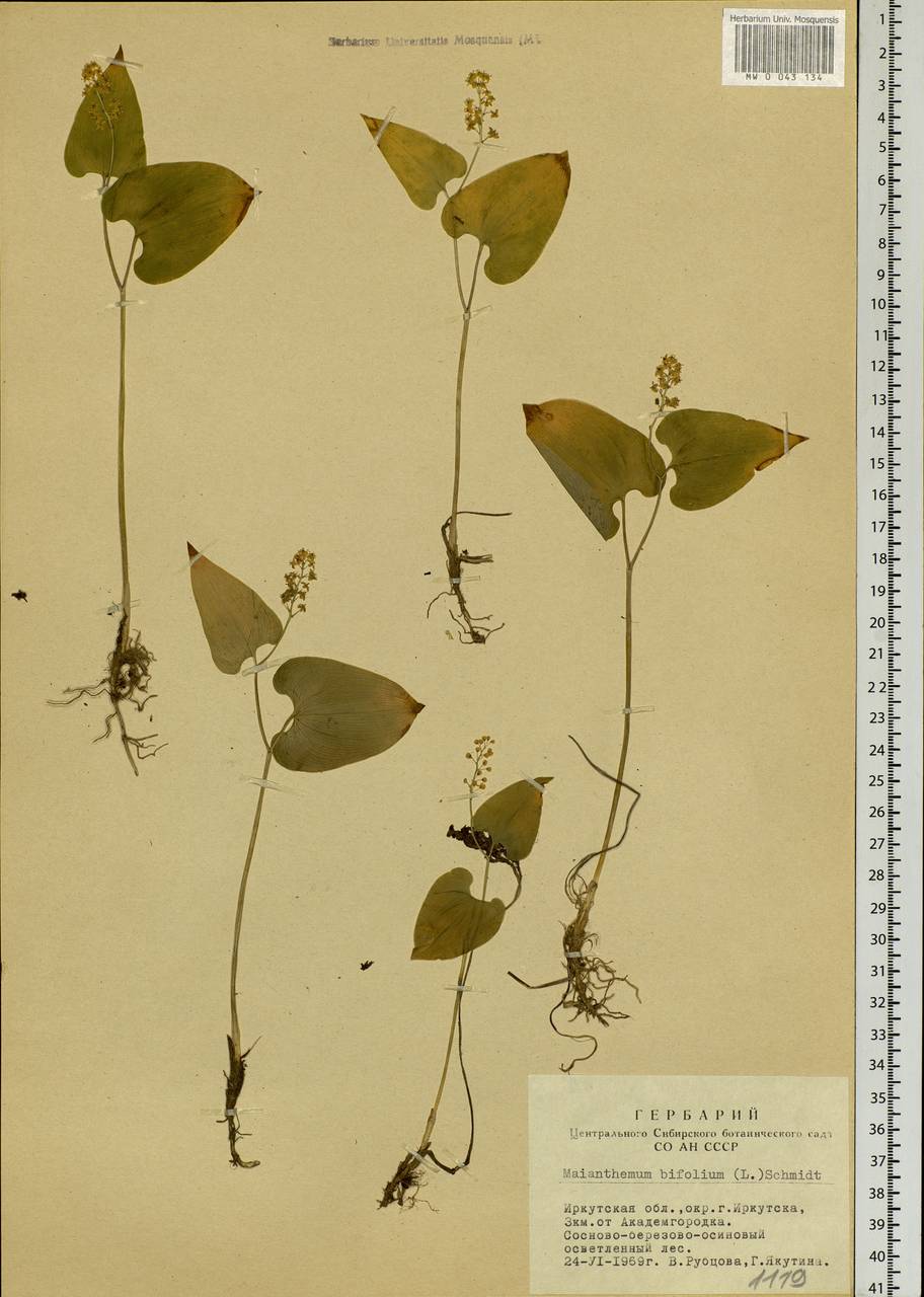 Maianthemum bifolium (L.) F.W.Schmidt, Siberia, Baikal & Transbaikal region (S4) (Russia)