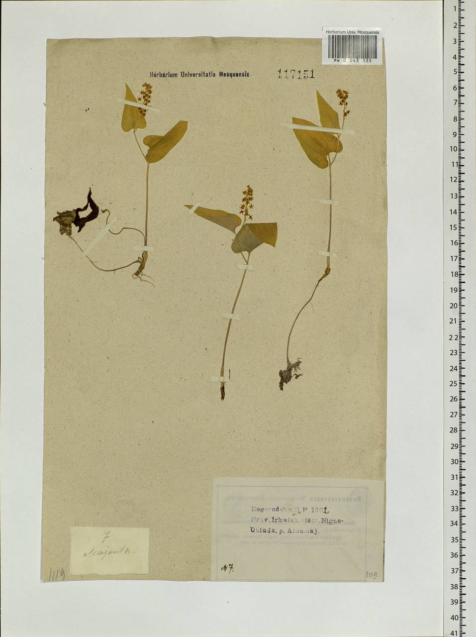 Maianthemum bifolium (L.) F.W.Schmidt, Siberia, Baikal & Transbaikal region (S4) (Russia)