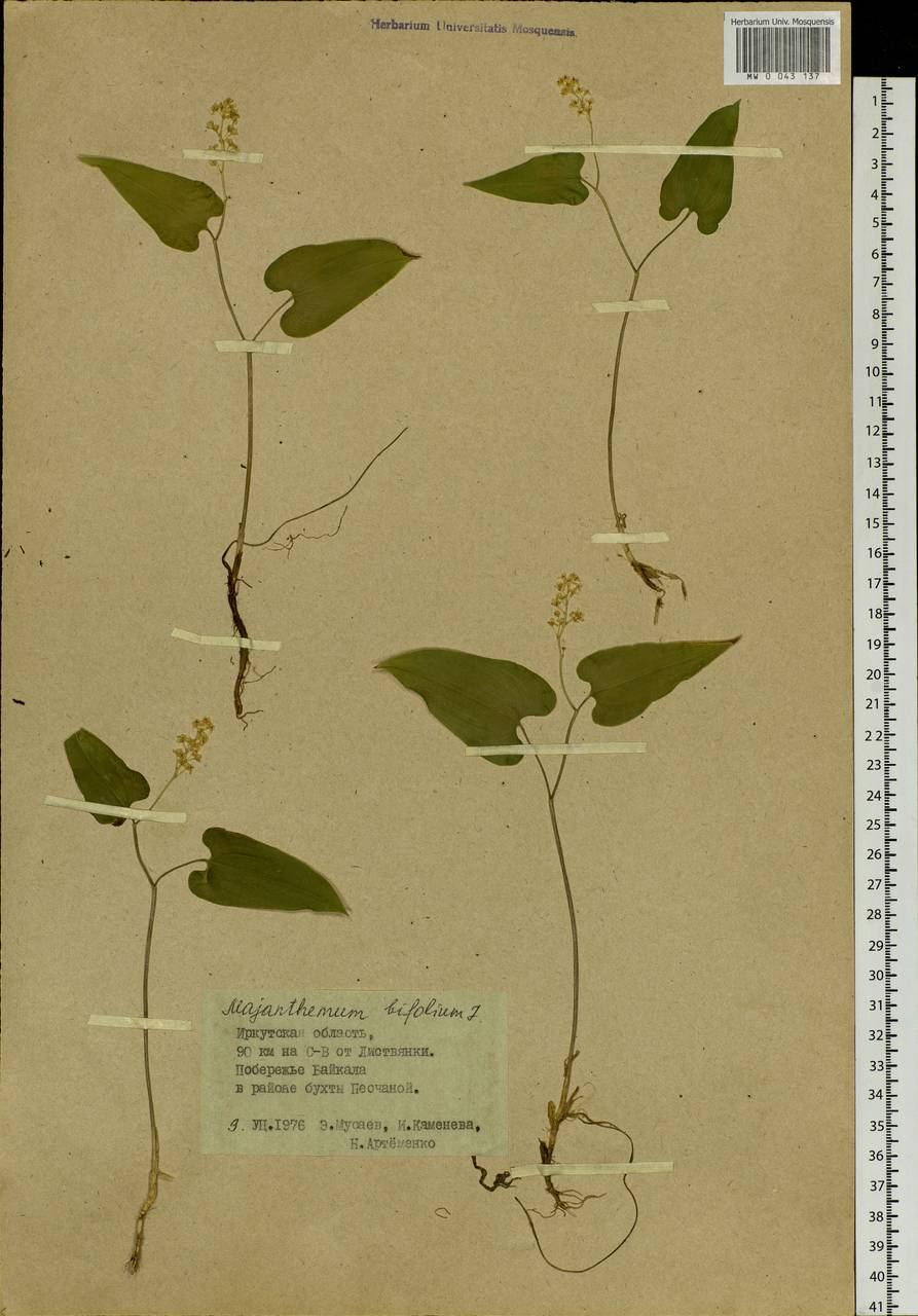 Maianthemum bifolium (L.) F.W.Schmidt, Siberia, Baikal & Transbaikal region (S4) (Russia)