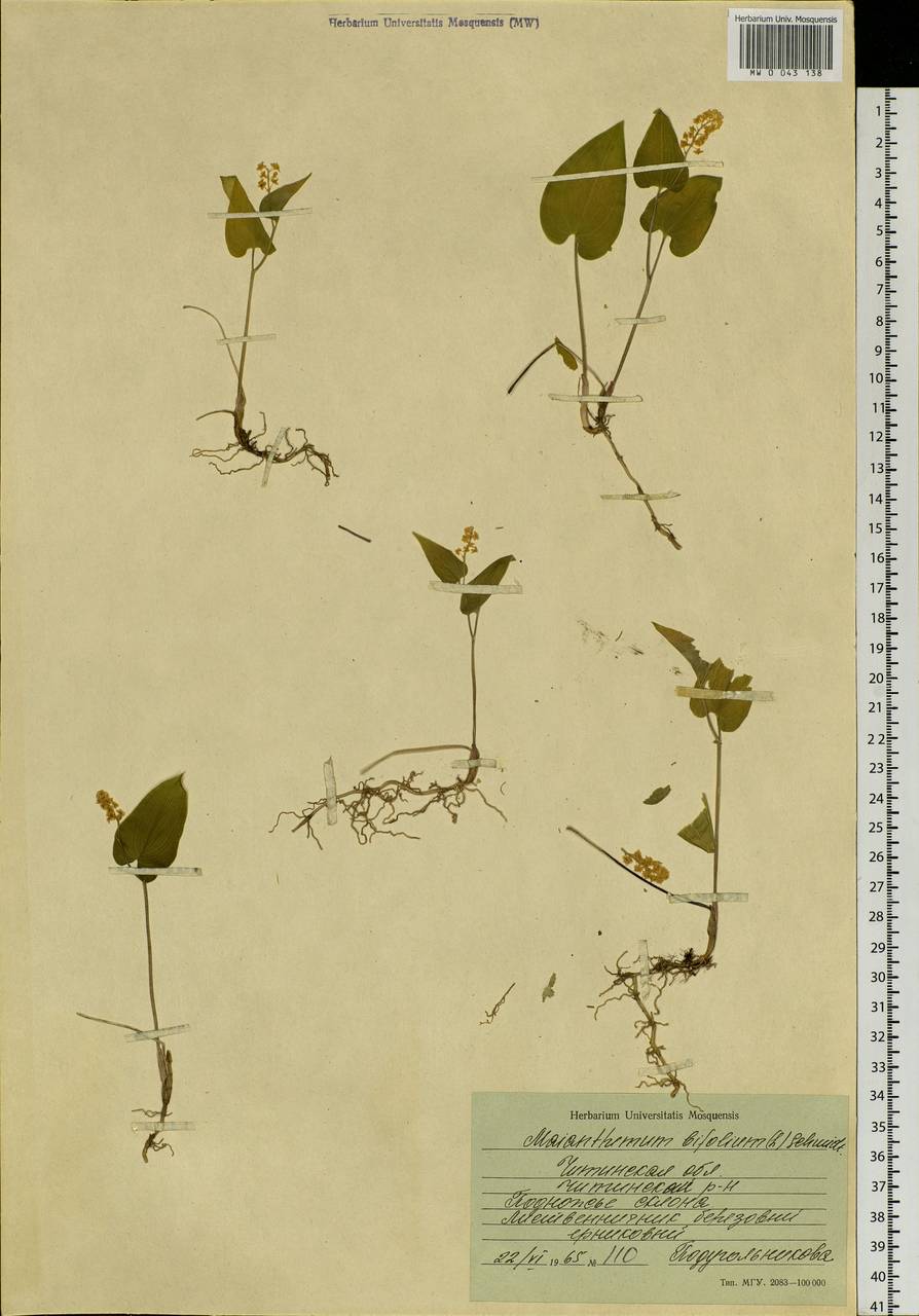 Maianthemum bifolium (L.) F.W.Schmidt, Siberia, Baikal & Transbaikal region (S4) (Russia)