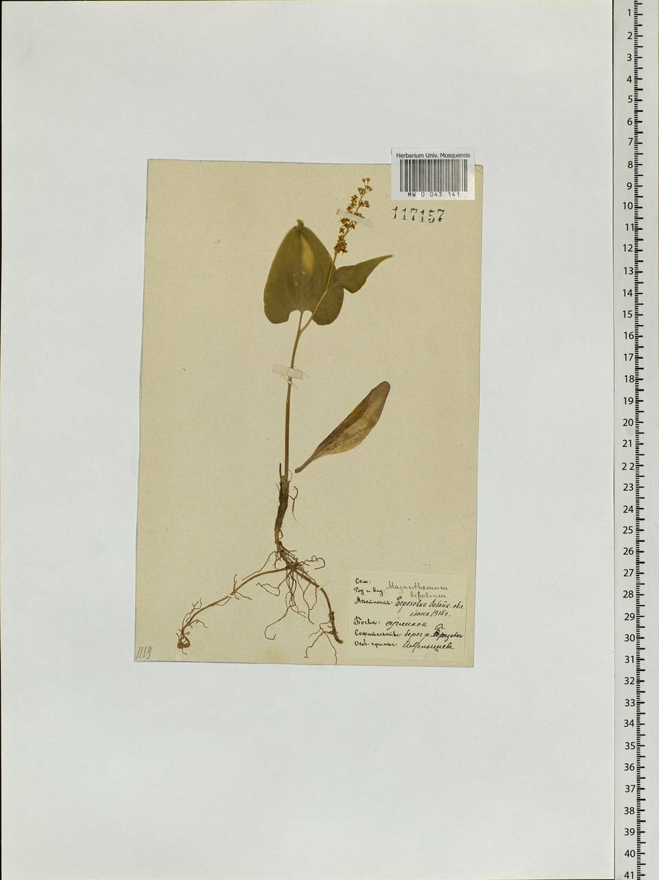 Maianthemum bifolium (L.) F.W.Schmidt, Siberia, Baikal & Transbaikal region (S4) (Russia)