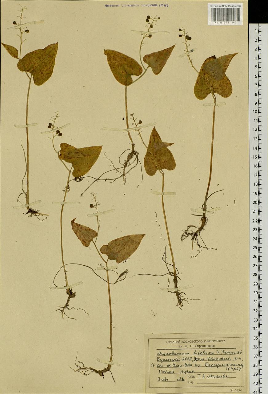 Maianthemum bifolium (L.) F.W.Schmidt, Siberia, Baikal & Transbaikal region (S4) (Russia)