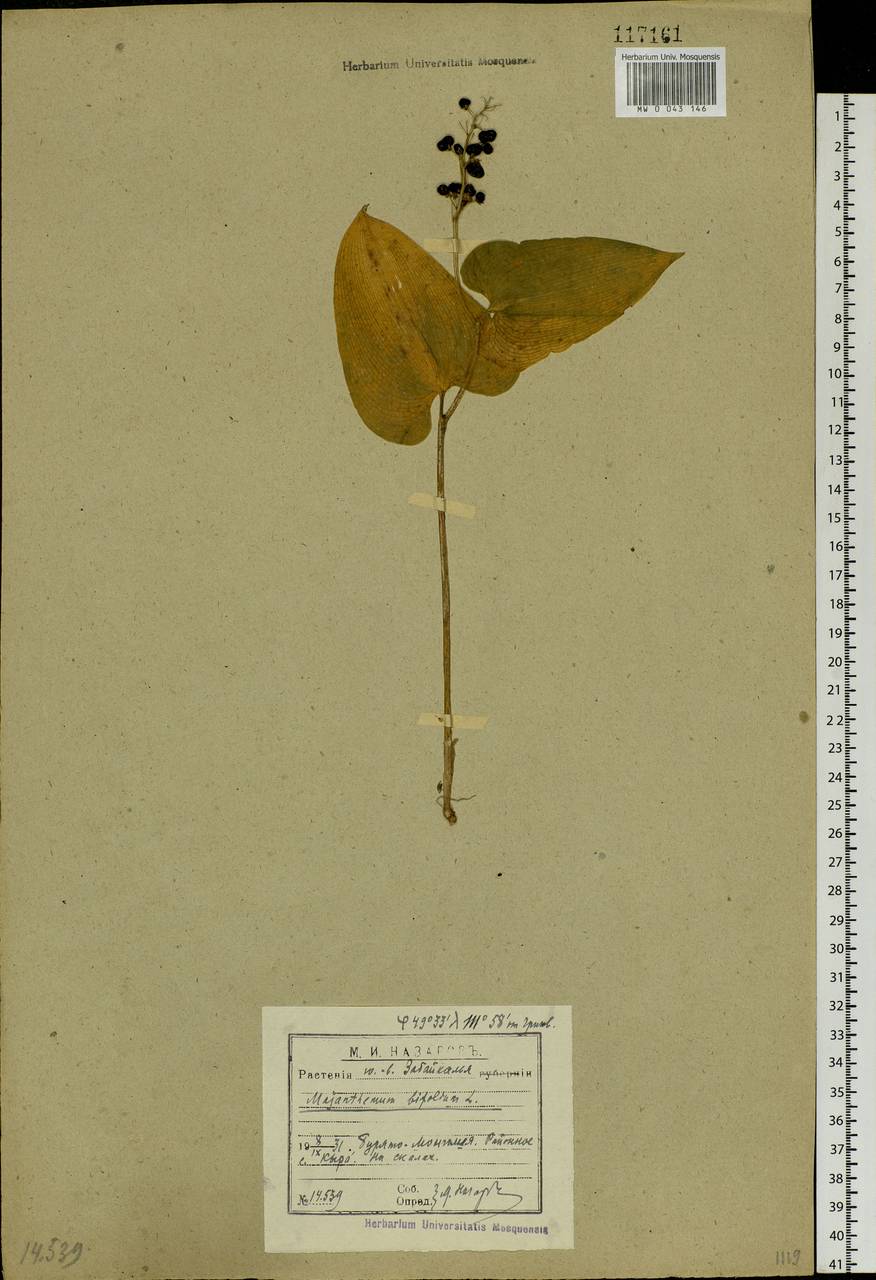 Maianthemum bifolium (L.) F.W.Schmidt, Siberia, Baikal & Transbaikal region (S4) (Russia)