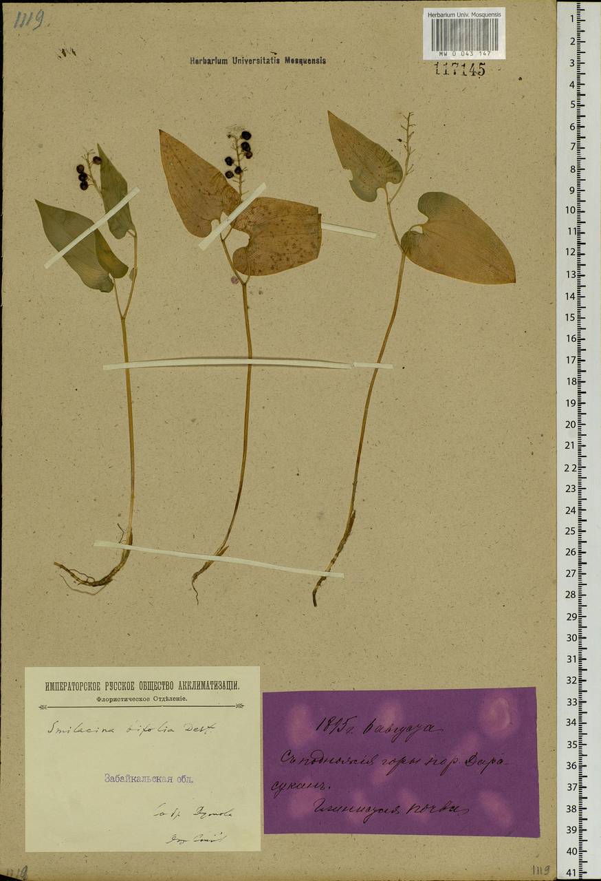 Maianthemum bifolium (L.) F.W.Schmidt, Siberia, Baikal & Transbaikal region (S4) (Russia)