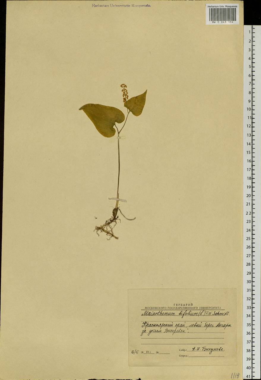 Maianthemum bifolium (L.) F.W.Schmidt, Siberia, Baikal & Transbaikal region (S4) (Russia)
