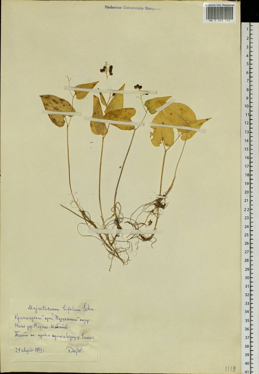 Maianthemum bifolium (L.) F.W.Schmidt, Siberia, Central Siberia (S3) (Russia)