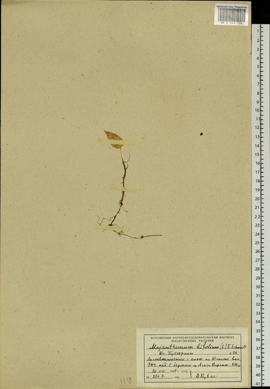 Maianthemum bifolium (L.) F.W.Schmidt, Siberia, Central Siberia (S3) (Russia)