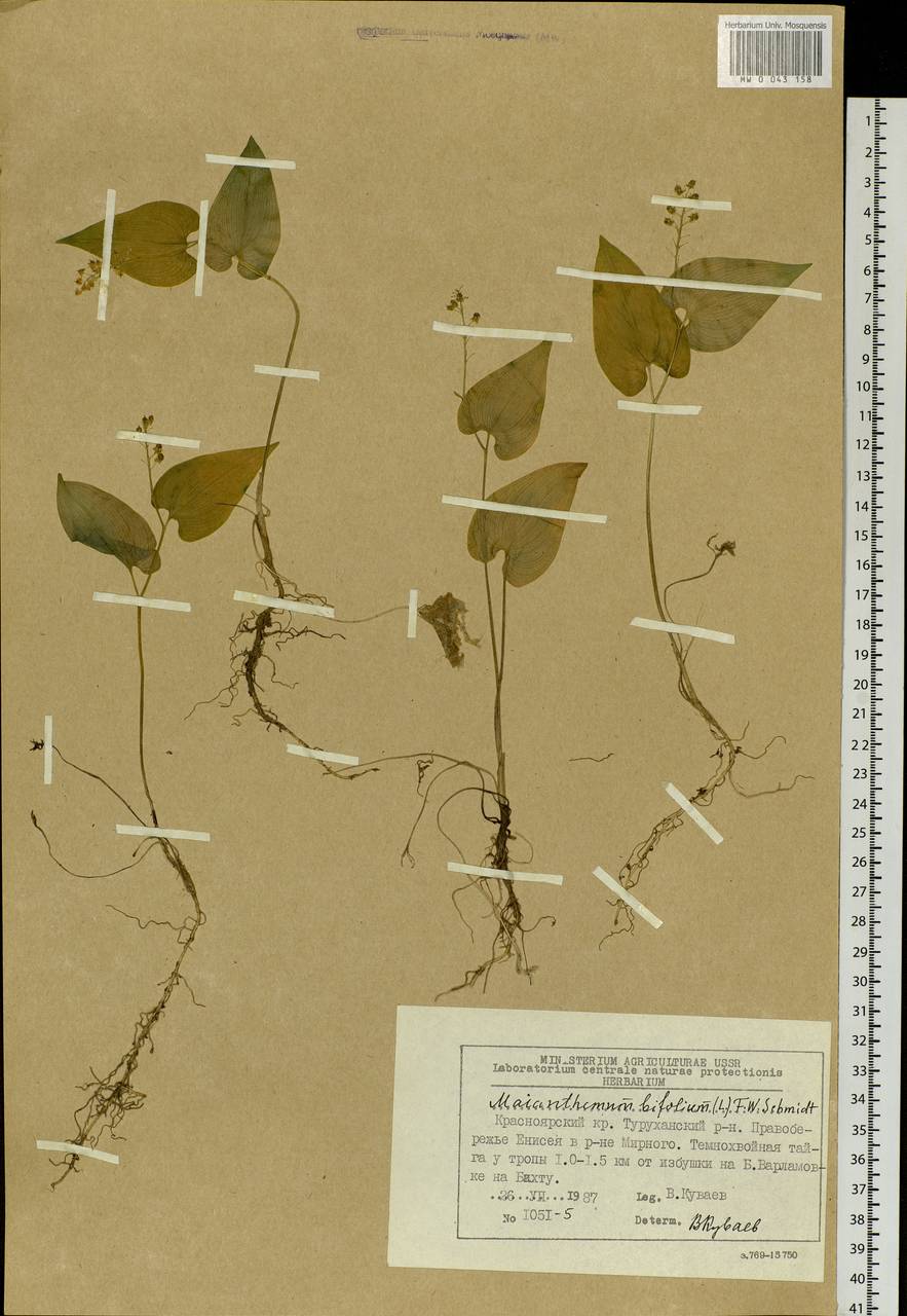 Maianthemum bifolium (L.) F.W.Schmidt, Siberia, Central Siberia (S3) (Russia)