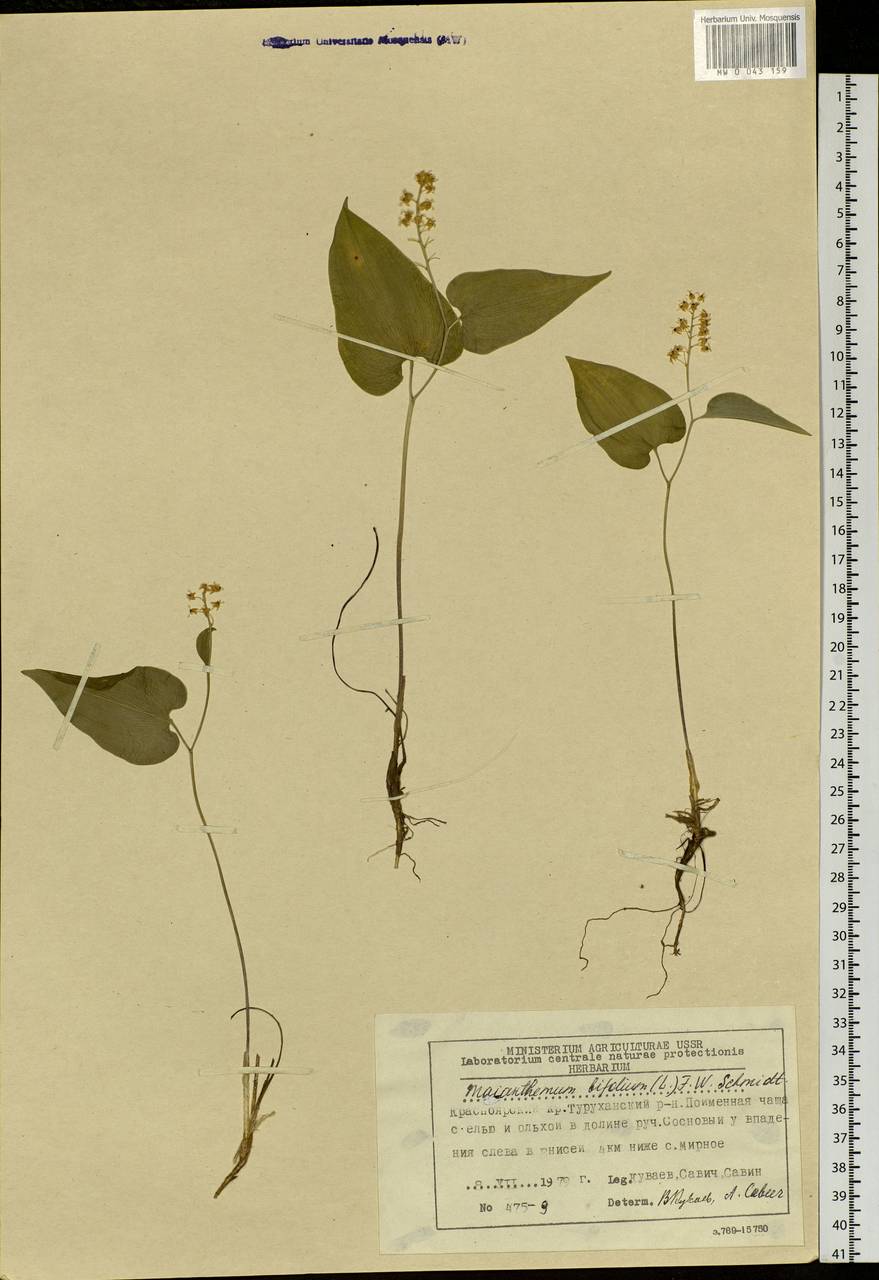 Maianthemum bifolium (L.) F.W.Schmidt, Siberia, Central Siberia (S3) (Russia)