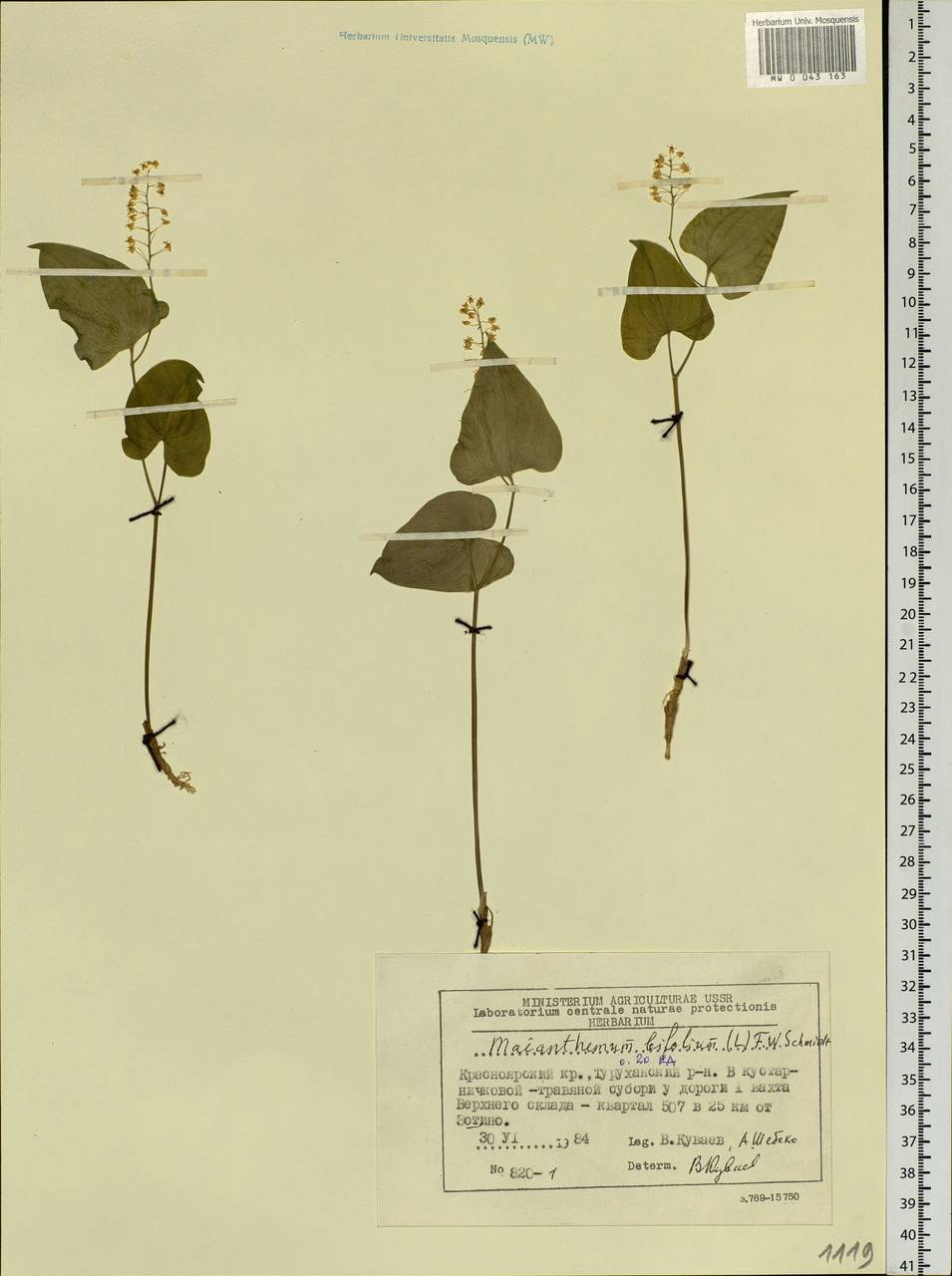 Maianthemum bifolium (L.) F.W.Schmidt, Siberia, Central Siberia (S3) (Russia)