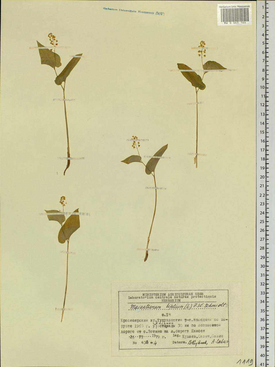 Maianthemum bifolium (L.) F.W.Schmidt, Siberia, Central Siberia (S3) (Russia)