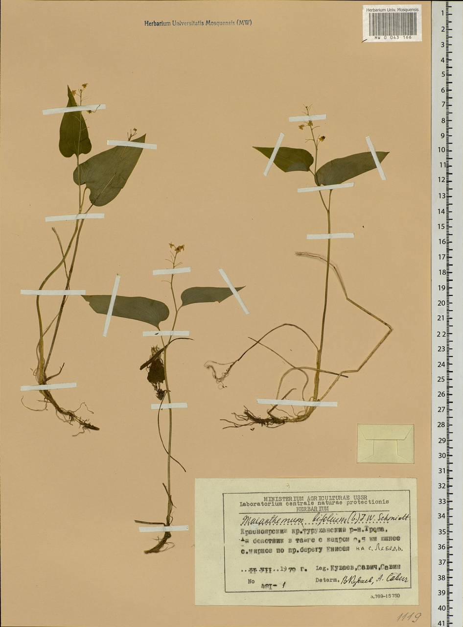 Maianthemum bifolium (L.) F.W.Schmidt, Siberia, Central Siberia (S3) (Russia)