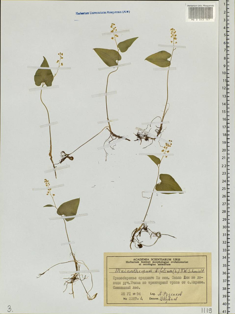 Maianthemum bifolium (L.) F.W.Schmidt, Siberia, Central Siberia (S3) (Russia)