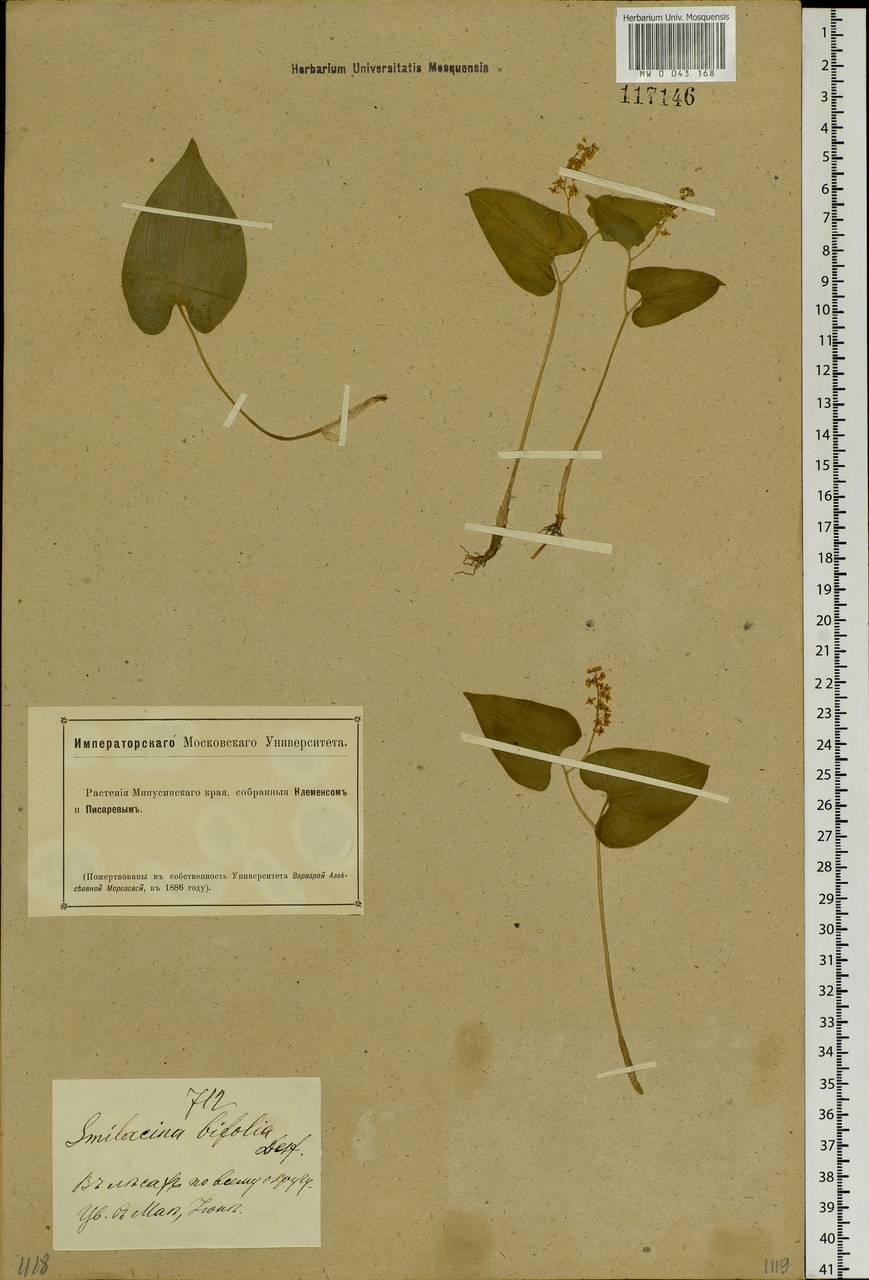 Maianthemum bifolium (L.) F.W.Schmidt, Siberia, Altai & Sayany Mountains (S2) (Russia)