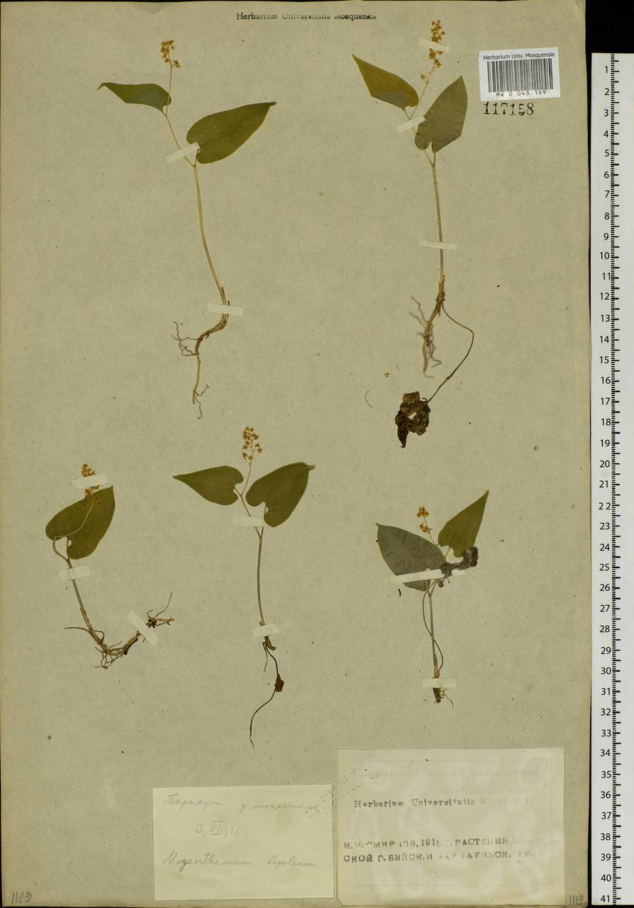Maianthemum bifolium (L.) F.W.Schmidt, Siberia, Altai & Sayany Mountains (S2) (Russia)