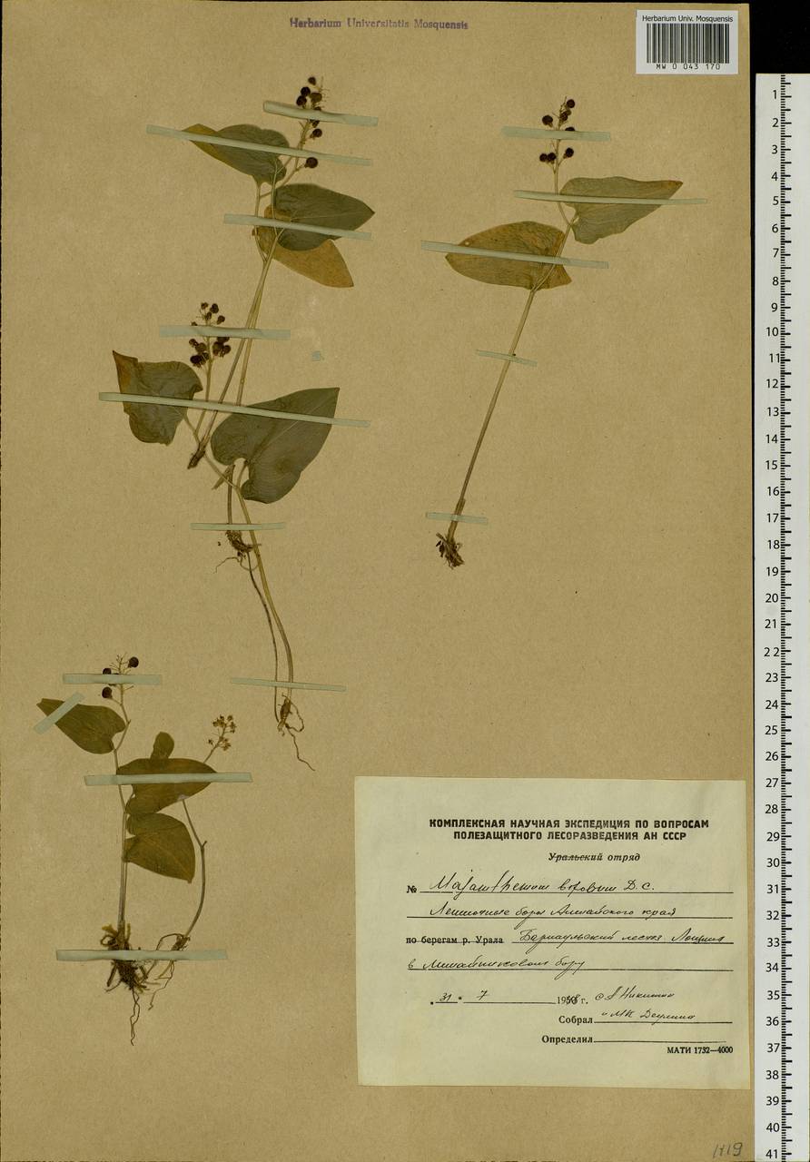 Maianthemum bifolium (L.) F.W.Schmidt, Siberia, Altai & Sayany Mountains (S2) (Russia)