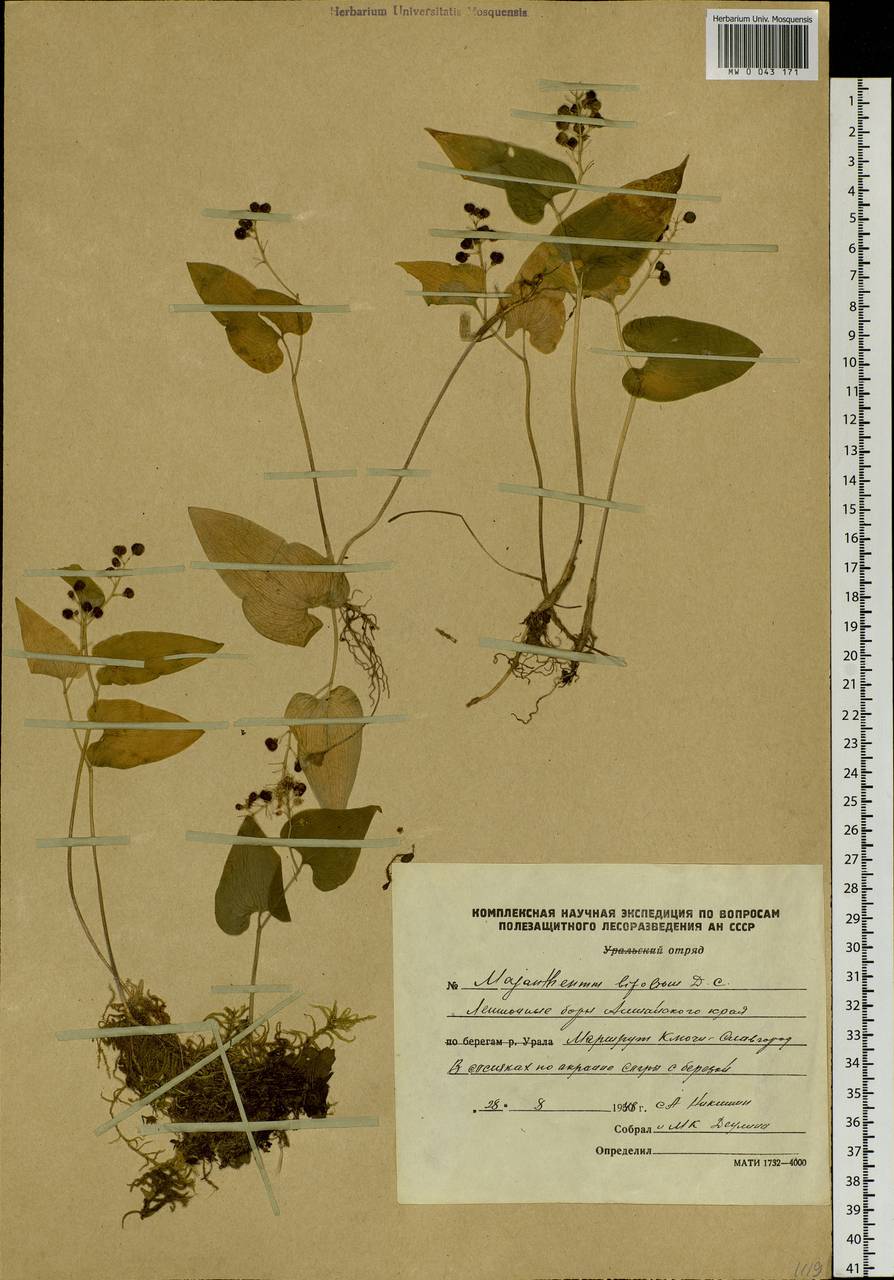 Maianthemum bifolium (L.) F.W.Schmidt, Siberia, Altai & Sayany Mountains (S2) (Russia)