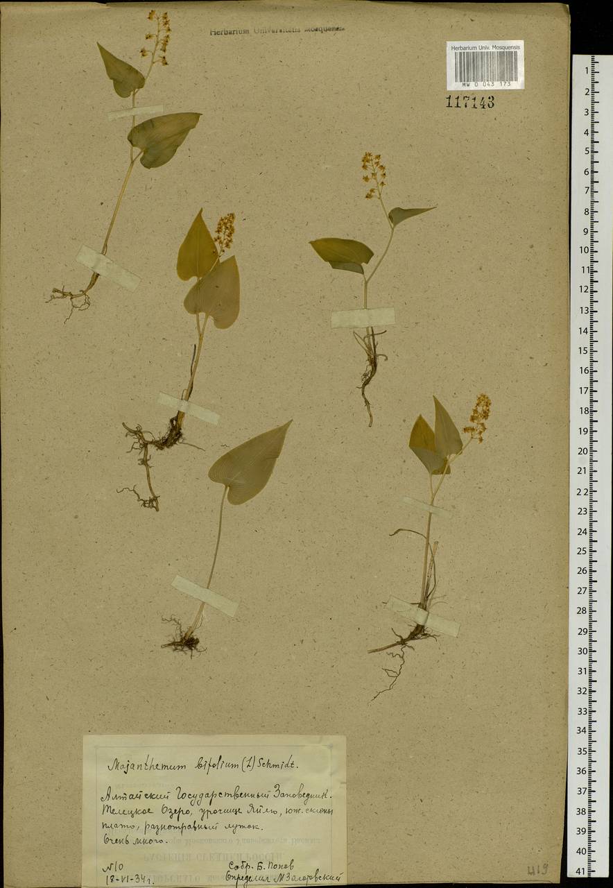 Maianthemum bifolium (L.) F.W.Schmidt, Siberia, Altai & Sayany Mountains (S2) (Russia)