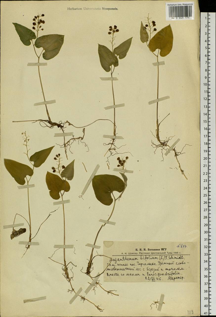 Maianthemum bifolium (L.) F.W.Schmidt, Siberia, Altai & Sayany Mountains (S2) (Russia)