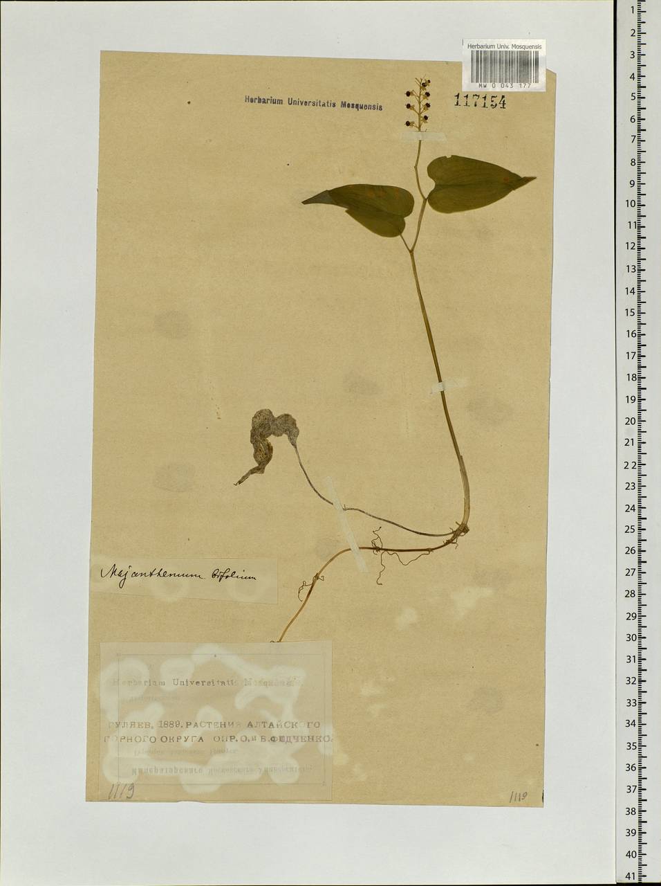 Maianthemum bifolium (L.) F.W.Schmidt, Siberia, Altai & Sayany Mountains (S2) (Russia)