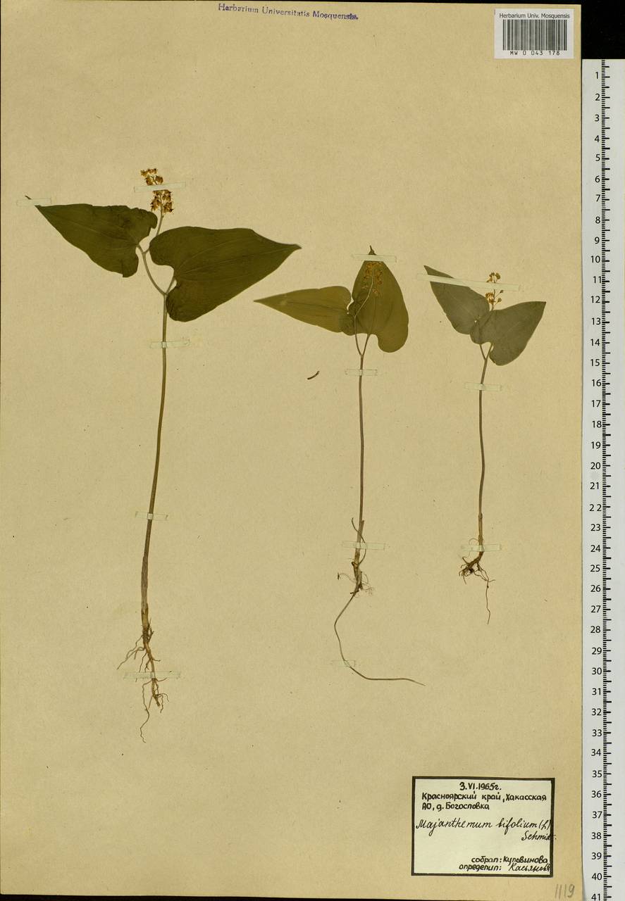 Maianthemum bifolium (L.) F.W.Schmidt, Siberia, Altai & Sayany Mountains (S2) (Russia)