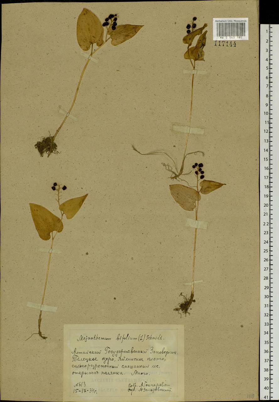 Maianthemum bifolium (L.) F.W.Schmidt, Siberia, Altai & Sayany Mountains (S2) (Russia)