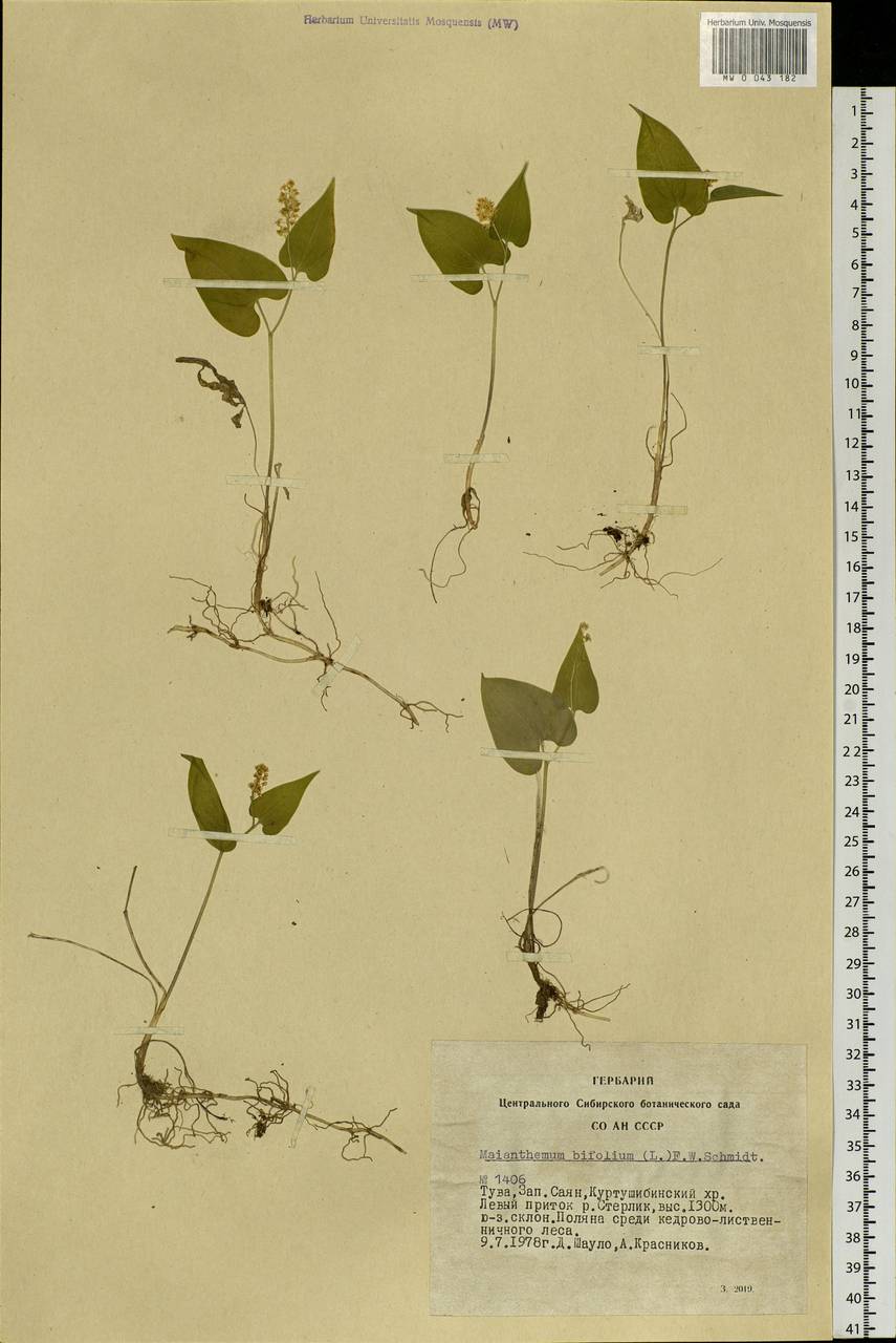 Maianthemum bifolium (L.) F.W.Schmidt, Siberia, Altai & Sayany Mountains (S2) (Russia)