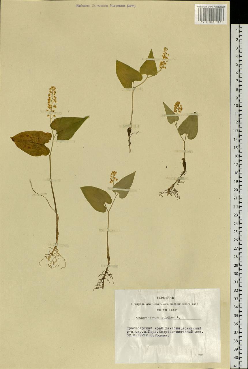 Maianthemum bifolium (L.) F.W.Schmidt, Siberia, Altai & Sayany Mountains (S2) (Russia)