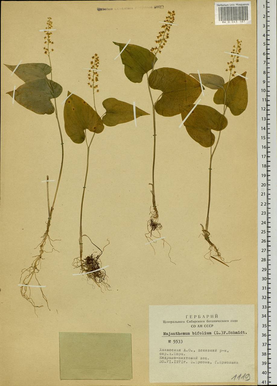 Maianthemum bifolium (L.) F.W.Schmidt, Siberia, Altai & Sayany Mountains (S2) (Russia)