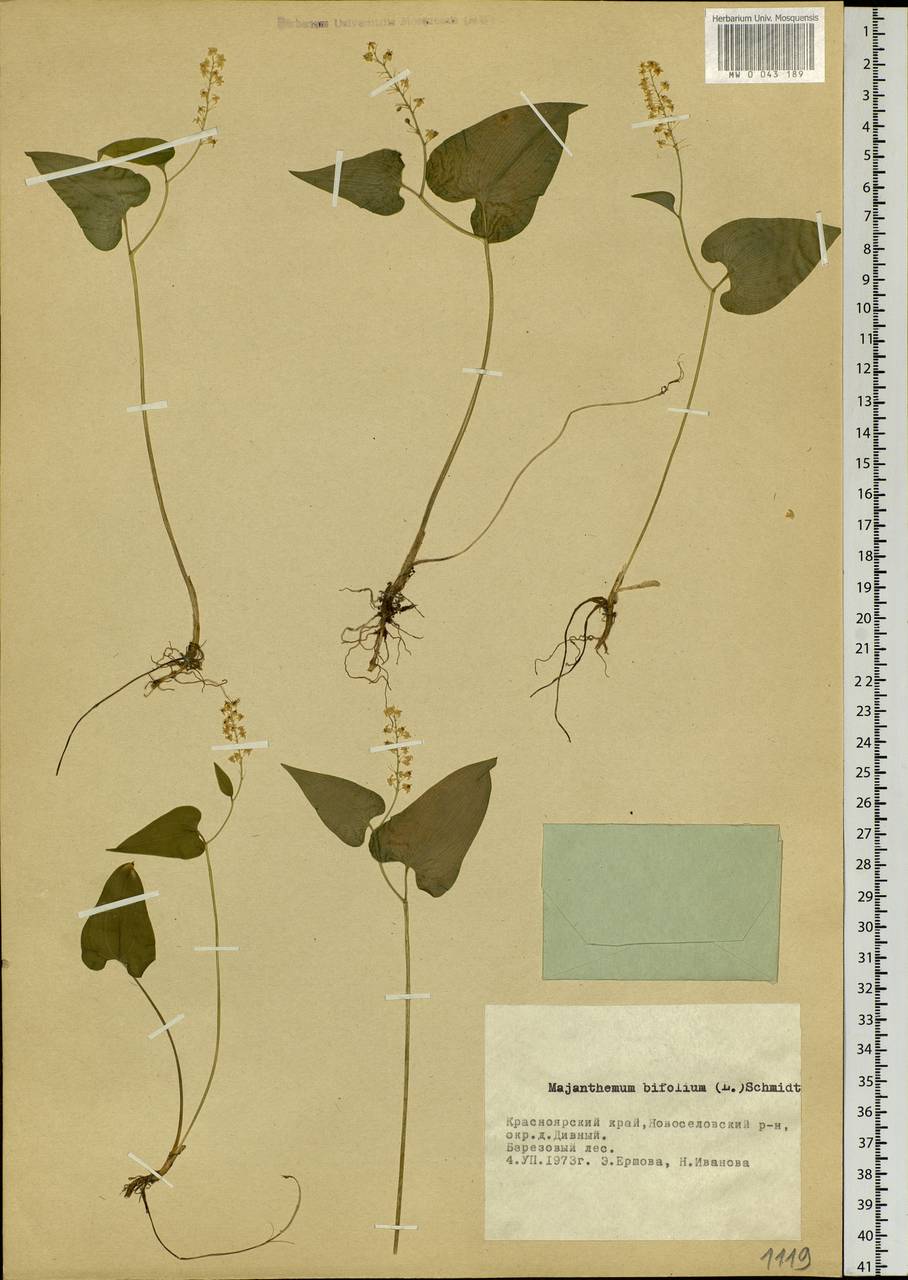Maianthemum bifolium (L.) F.W.Schmidt, Siberia, Altai & Sayany Mountains (S2) (Russia)