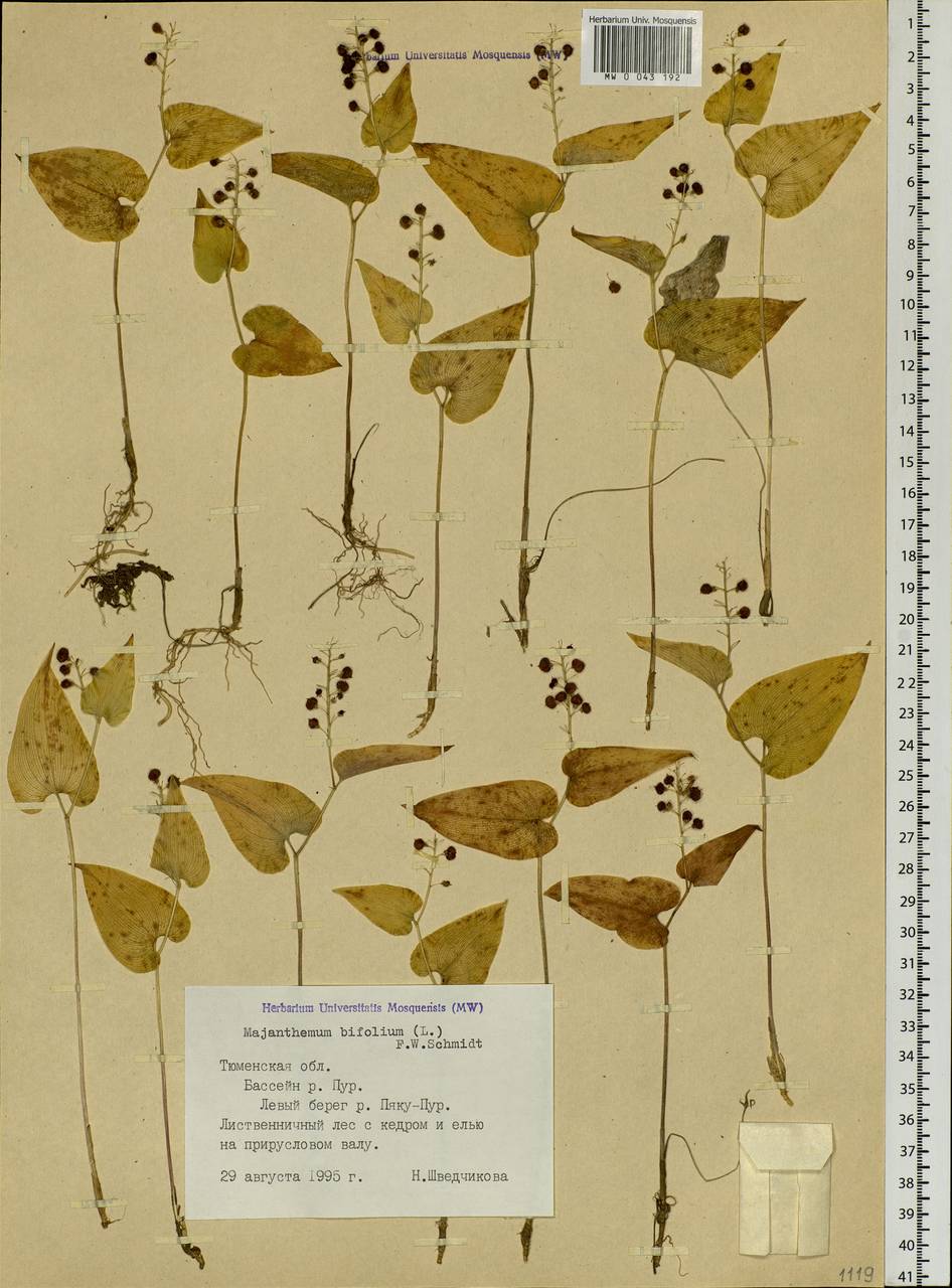 Maianthemum bifolium (L.) F.W.Schmidt, Siberia, Western Siberia (S1) (Russia)