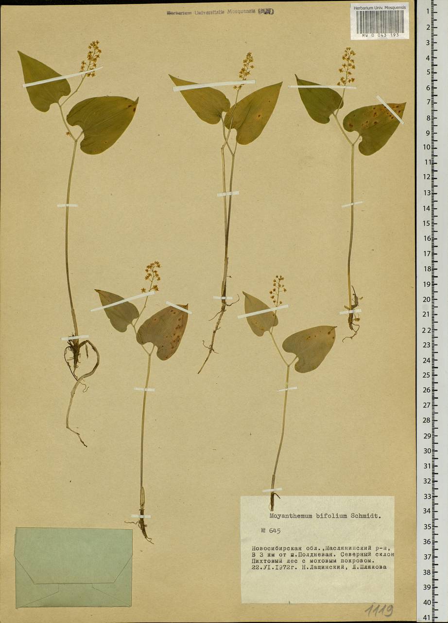 Maianthemum bifolium (L.) F.W.Schmidt, Siberia, Western Siberia (S1) (Russia)