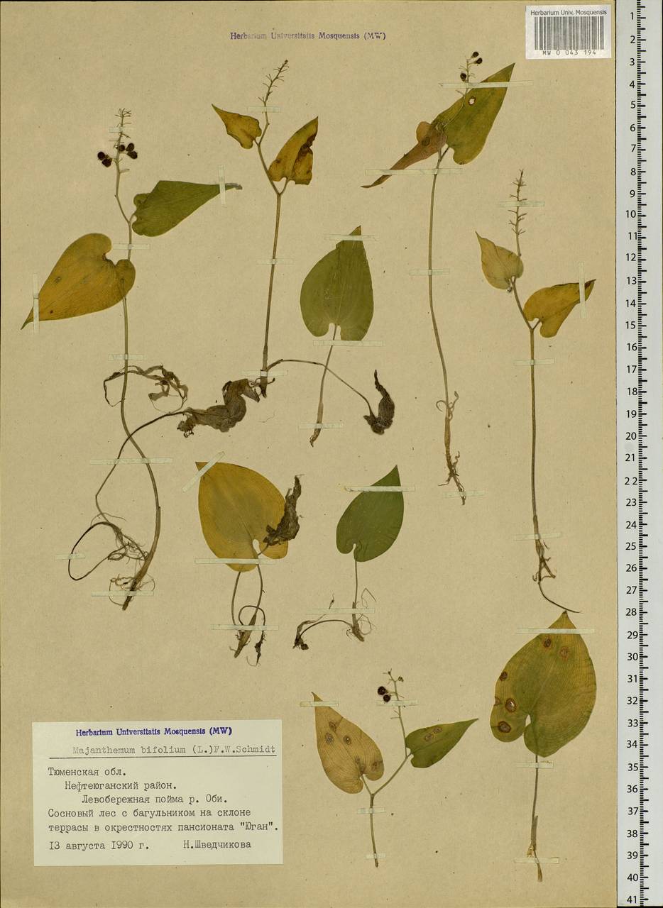 Maianthemum bifolium (L.) F.W.Schmidt, Siberia, Western Siberia (S1) (Russia)