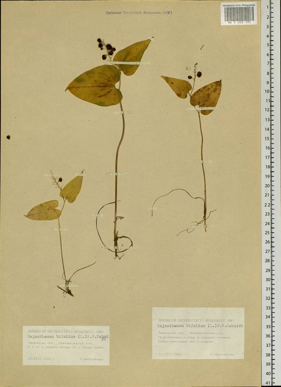 Maianthemum bifolium (L.) F.W.Schmidt, Siberia, Western Siberia (S1) (Russia)