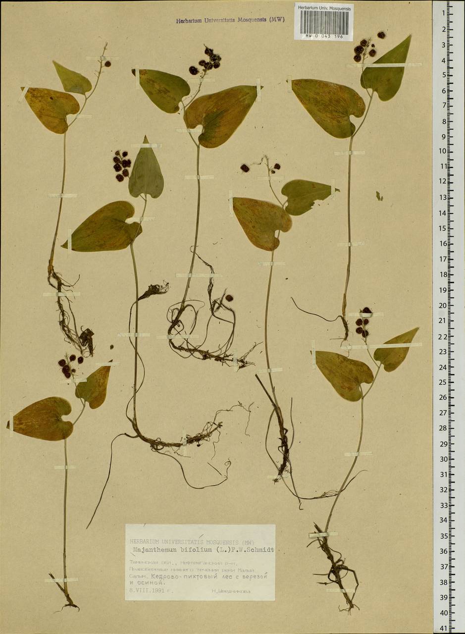 Maianthemum bifolium (L.) F.W.Schmidt, Siberia, Western Siberia (S1) (Russia)