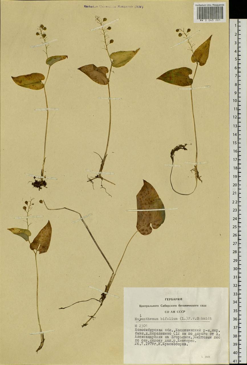 Maianthemum bifolium (L.) F.W.Schmidt, Siberia, Western Siberia (S1) (Russia)