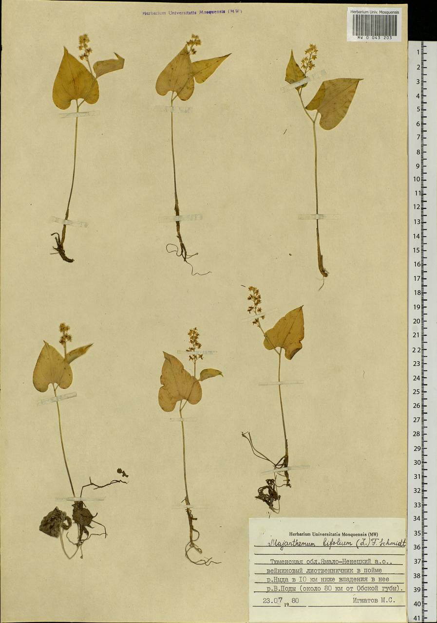 Maianthemum bifolium (L.) F.W.Schmidt, Siberia, Western Siberia (S1) (Russia)