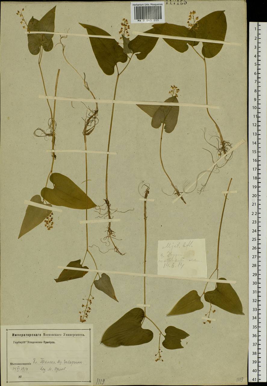 Maianthemum bifolium (L.) F.W.Schmidt, Siberia, Western Siberia (S1) (Russia)